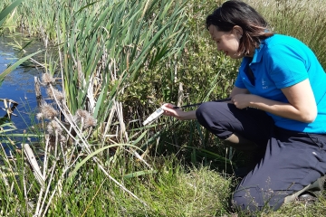 Measuring insect emergence on ponds